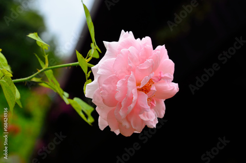 Fototapeta Naklejka Na Ścianę i Meble -  beautiful rose in the garden
