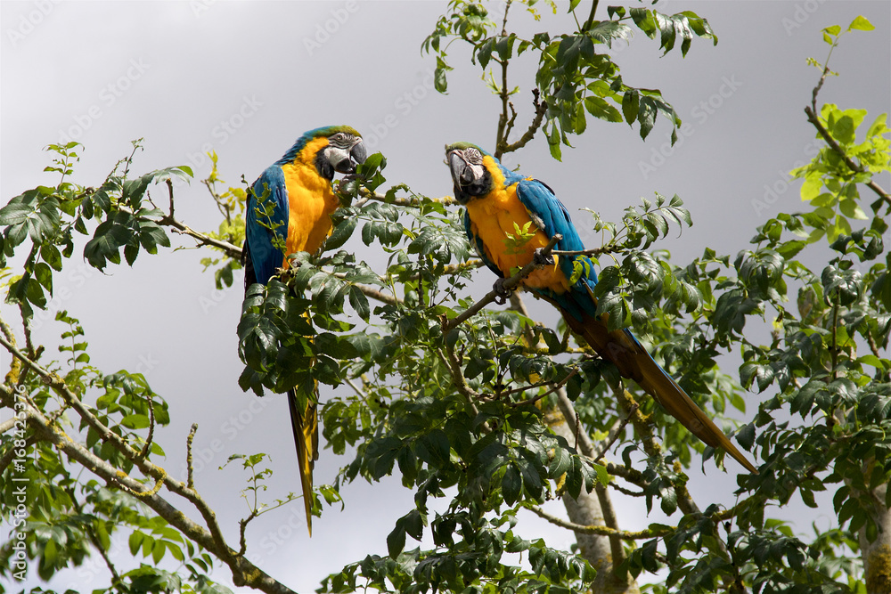 Obraz premium A pair of Blue and Yellow Macaws, Ara ararauna, flying free at the Zoo.