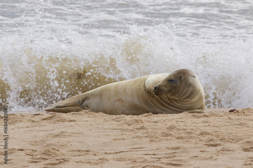 Naklejka premium A Grey Seal, Halichoerus grypus, relaxing on the beach.