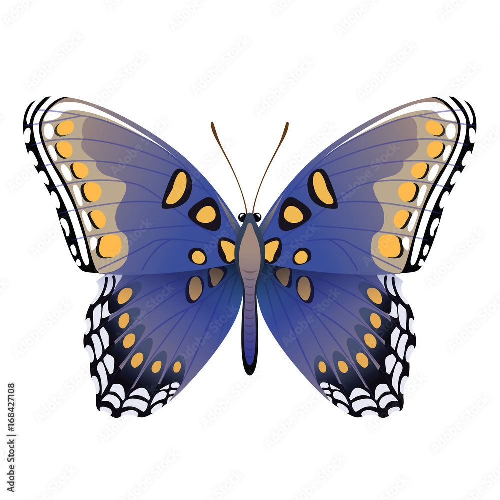Векторный рисунок яркая синяя бабочка