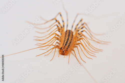 Giant centipede in the house. Emetophobia, afraid of the big bugs. Insectophobia, giant bug in the house