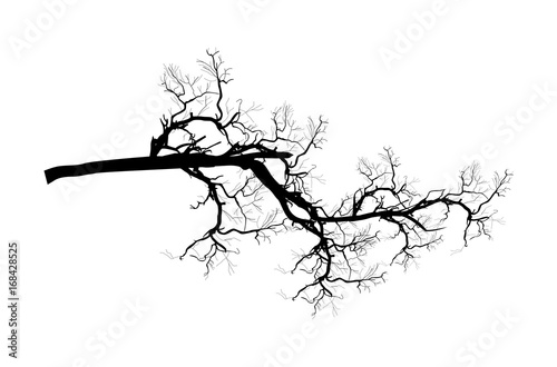 Dead Tree Branch Shape