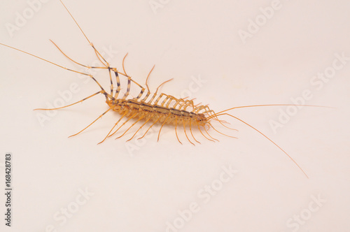 Giant centipede in the house. Emetophobia, afraid of the big bugs. Insectophobia, giant bug in the house © Ivan
