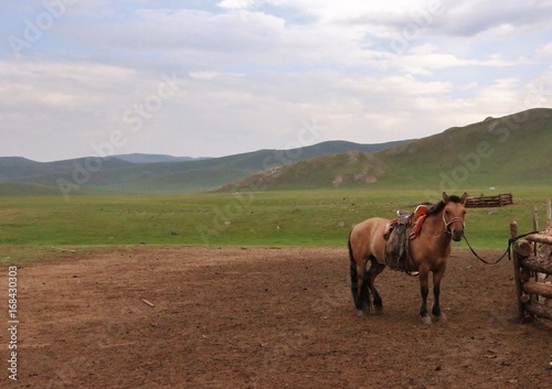 Chevaux sauvages en Mongolie