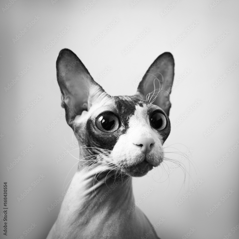 Closeup black and white portrait of wise sphynx cat front view isolated on grey background