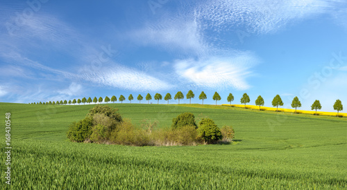 Green field in spring