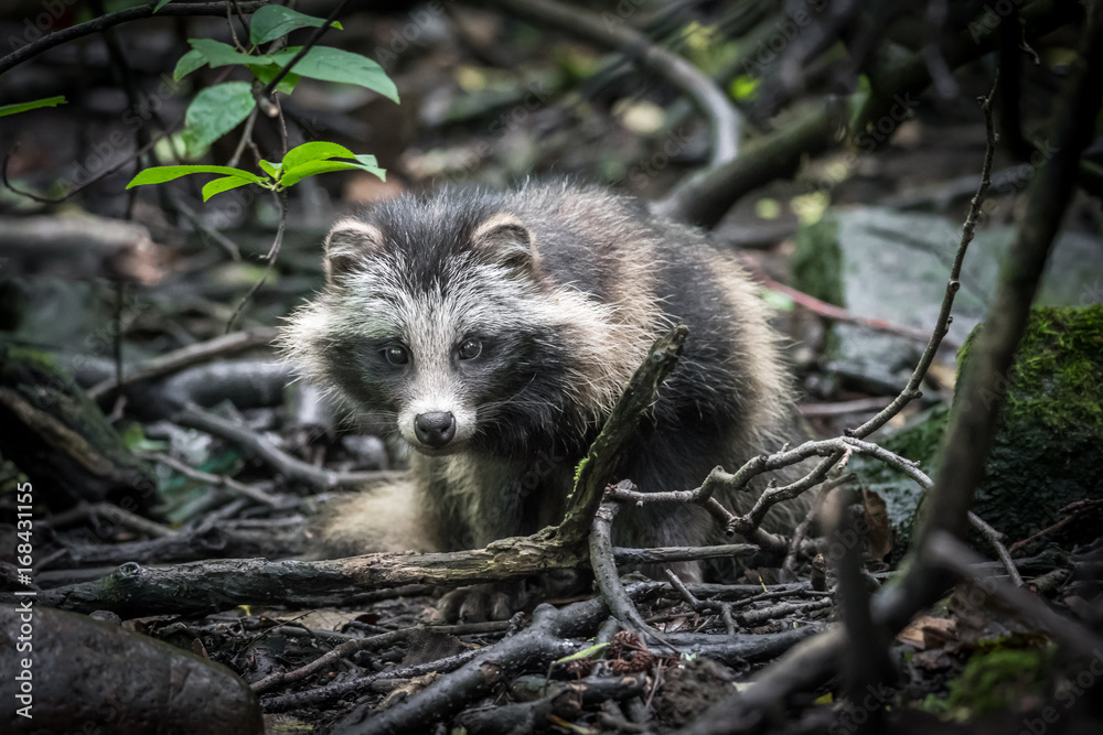 Naklejka premium Raccoon dog