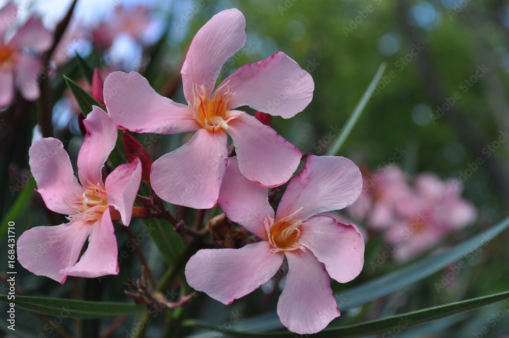 Blume Blume