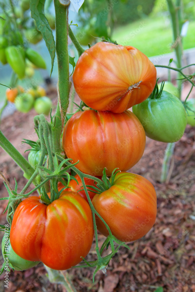 Closeup of red tomatoes .