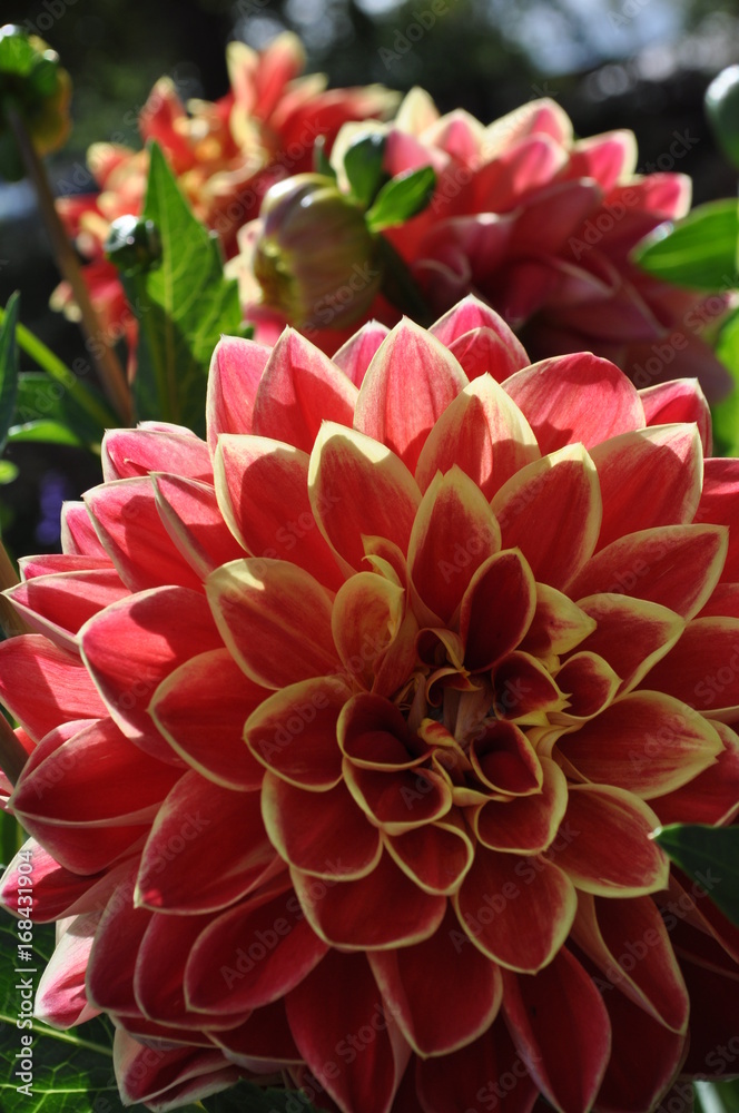Fototapeta premium Blume