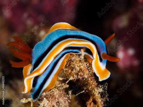 colorful nudibranch on the hard coral