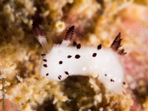 white nudibranch, look like rabbit
