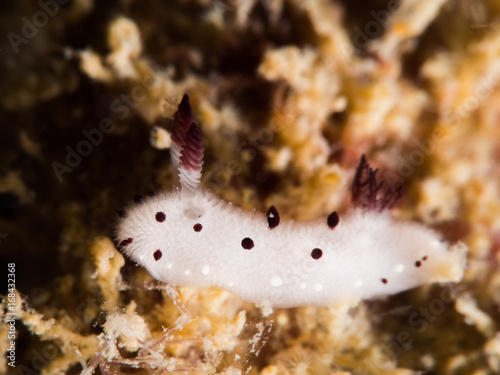 white nudibranch, look like rabbit