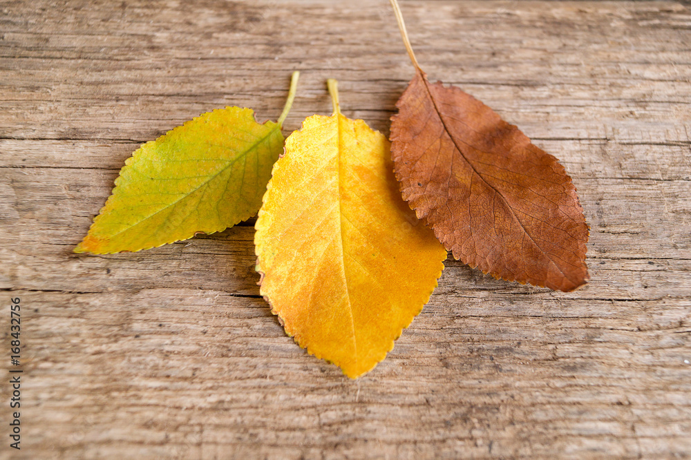 Three colorful autumn leaves on the old wooden background Three colorful autumn leaves on the old wooden background