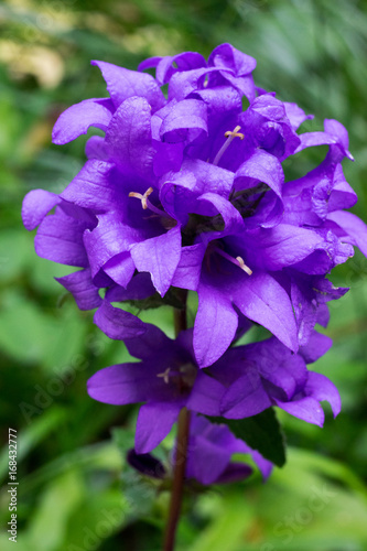 Bluebell belltower blue