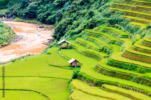 Rice fields on terraced of Mu Cang Chai  YenBai  Vietnam. Rice fields prepare the harvest at Northwest Vietnam