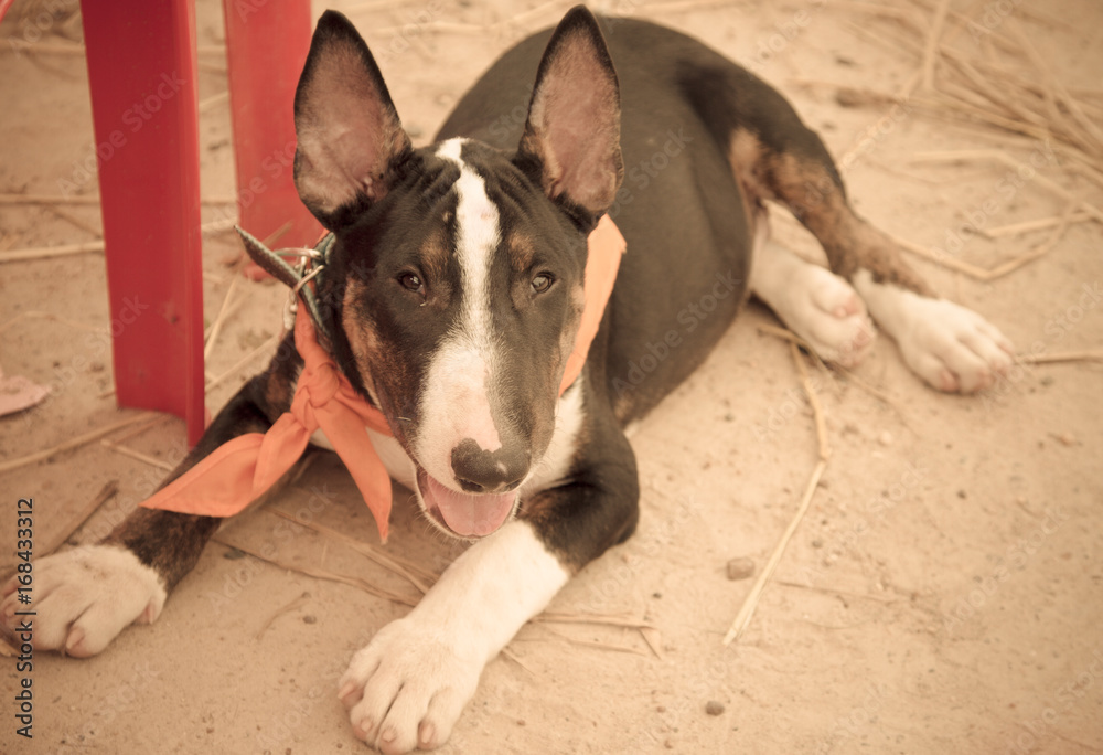 The dog Bull Terrier in Thailand