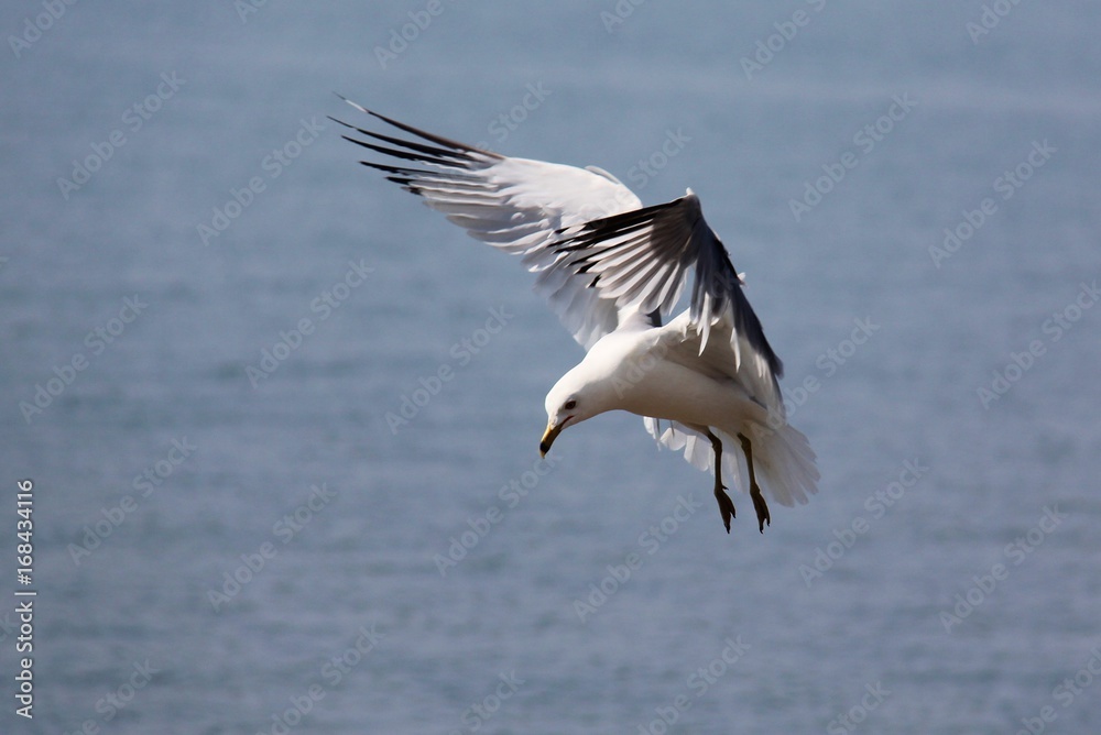 Seagull Hovering Seagull Hovering