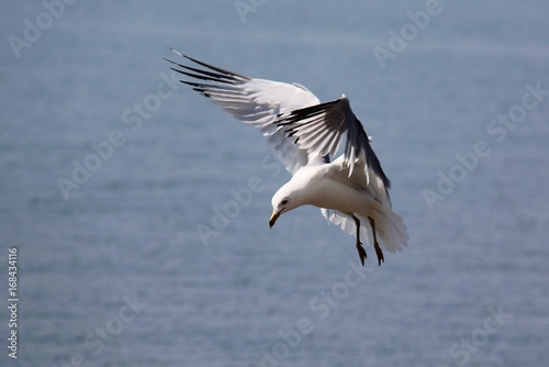 Seagull Hovering © Alice