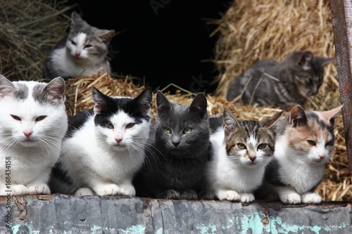 Barn Cats in a Row