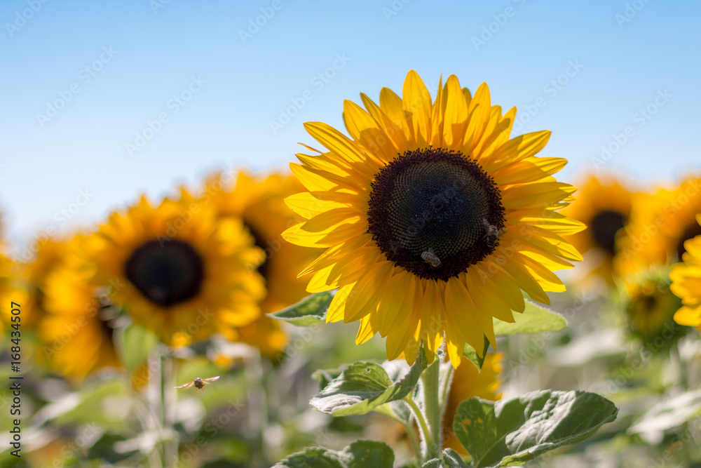 Fototapeta premium Sonnenblumen, Bienen und blauer Himmel