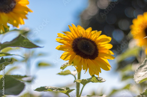 Sonnenblumen  blauer Himmel