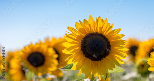 Fototapeta Naklejka Na Ścianę i Meble -  Sonnenblumen, Bienen und blauer Himmel, Breitbild