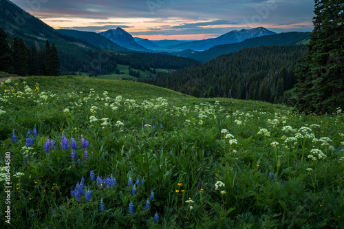 Wildflower field above Crested Butte at sunrise