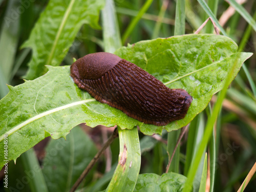 Slug in the garden