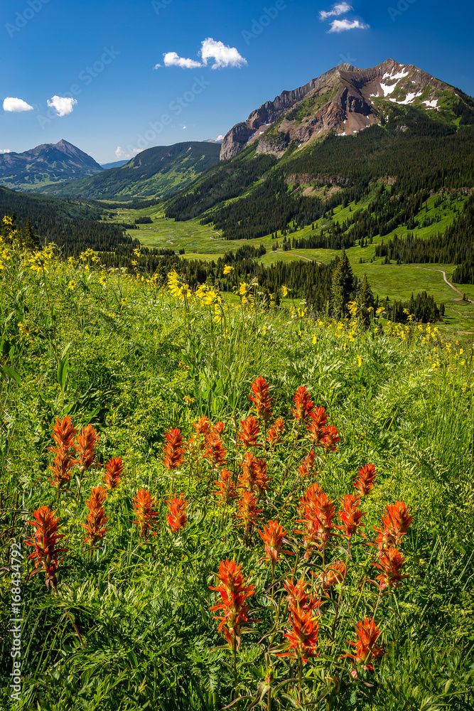 Red Indian Paintbrush on Gothic Valley hillside in Crested Butte