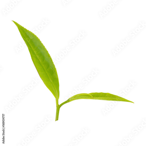 Fresh tea leaves isolated on the white background