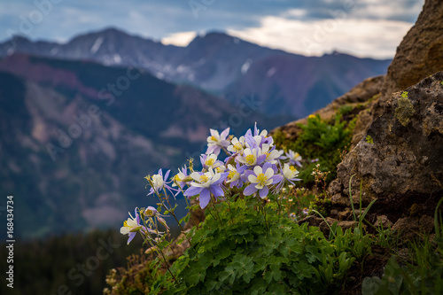 Print op canvas A patch of high country columbine