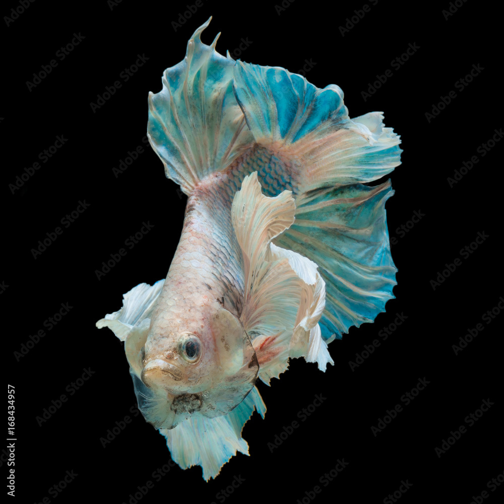 betta fish