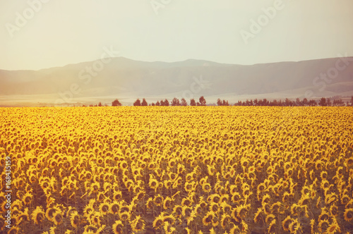 Sunflower field and mountain in morning photo