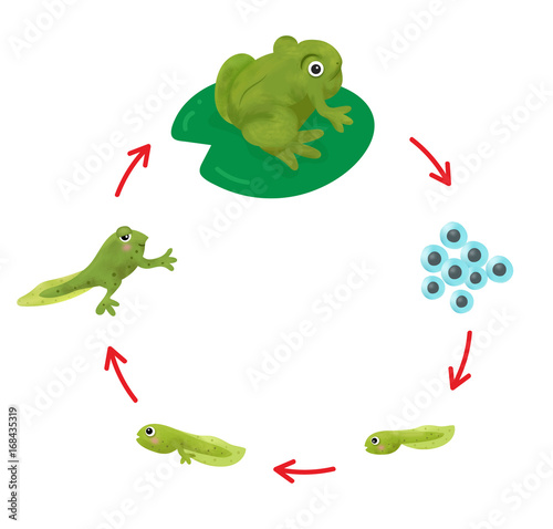 The Lifecycle of a Frog