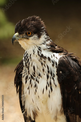 Portrait of an African Hawk Eagle