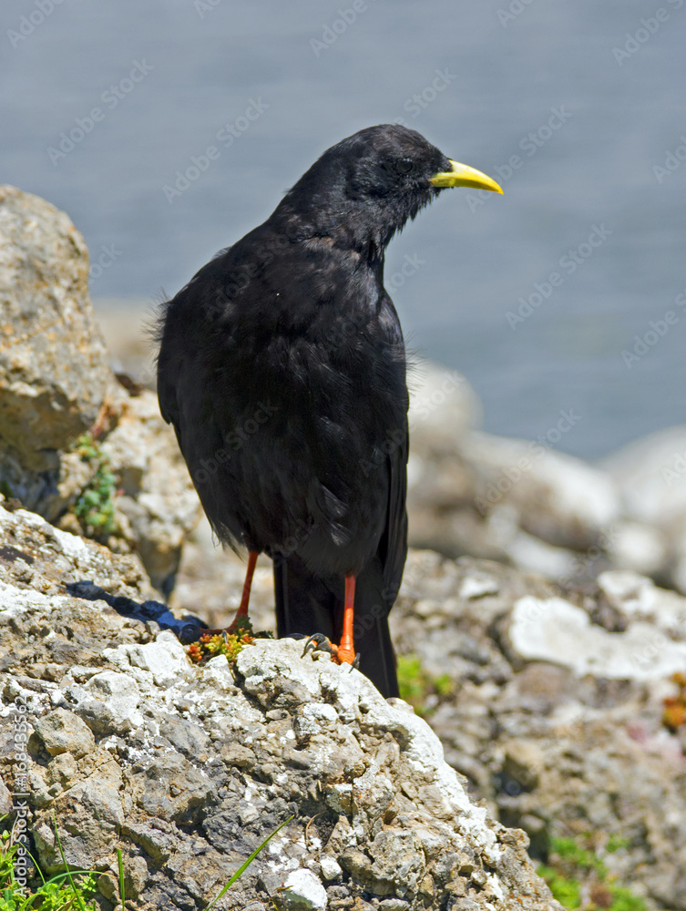 Alpine chough (Pyrrhocorax graculus) Alpine chough (Pyrrhocorax graculus)