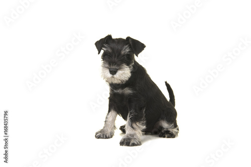 Black and grey mini schnauzer sitting isolated on a white background