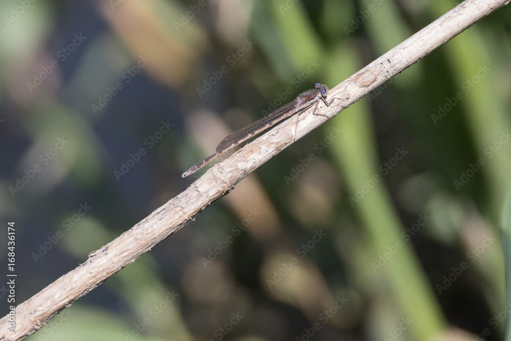 Braune Kleinlibelle mit blauen Augen sitzt auf Schilf Braune Kleinlibelle mit blauen Augen sitzt auf Schilf