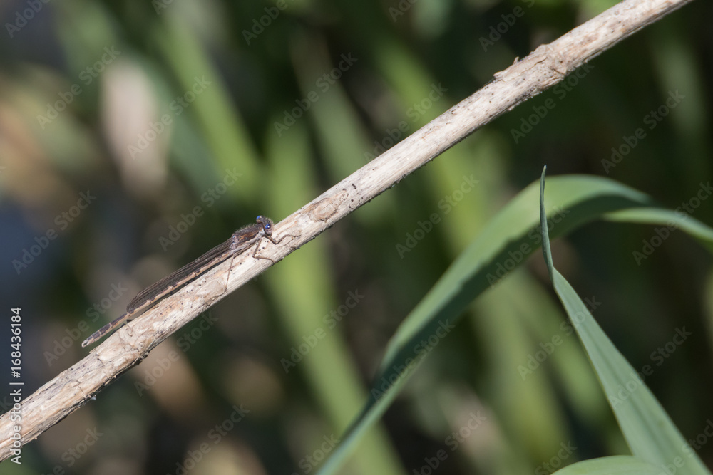 Braune Kleinlibelle mit blauen Augen sitzt auf Schilf Braune Kleinlibelle mit blauen Augen sitzt auf Schilf