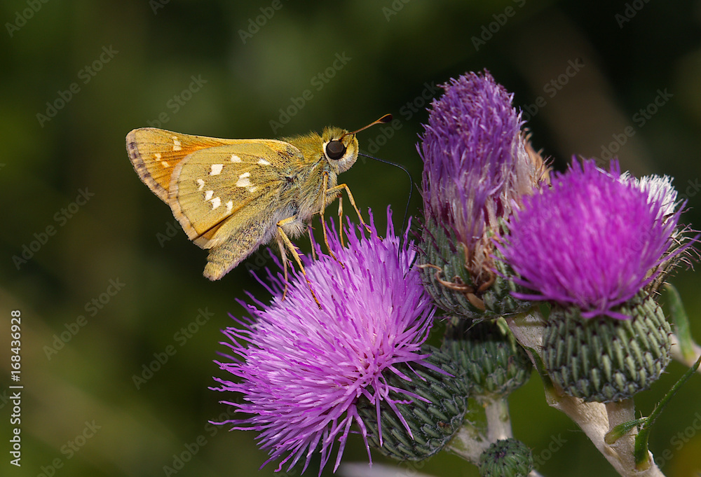 Silver-spotted skipper (Hesperia comma) Silver-spotted skipper (Hesperia comma)