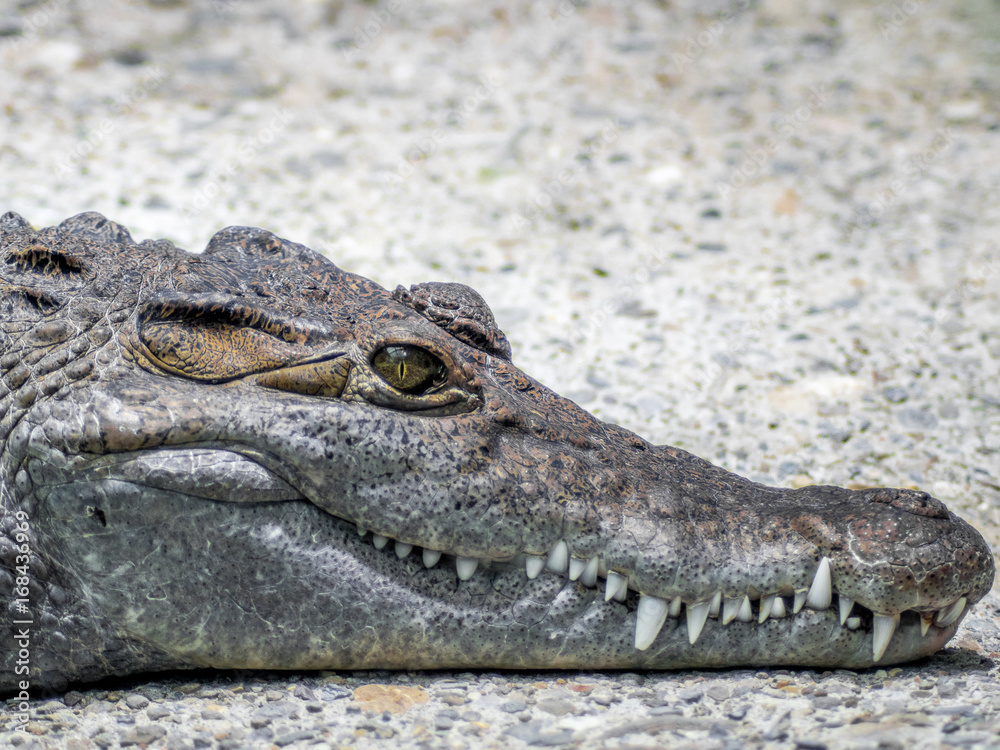 Crocodile with eyes wide open Crocodile with eyes wide open