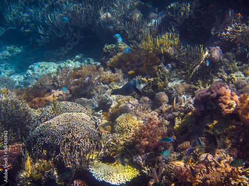 Die Unterwasserwelt eines tropischen Riffs