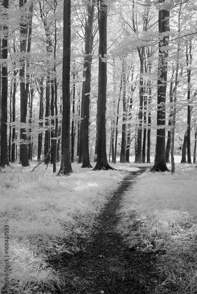 Obraz premium Infrarot - Infrared