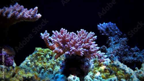 Fototapeta Naklejka Na Ścianę i Meble -  Acropora sps aquarium coral