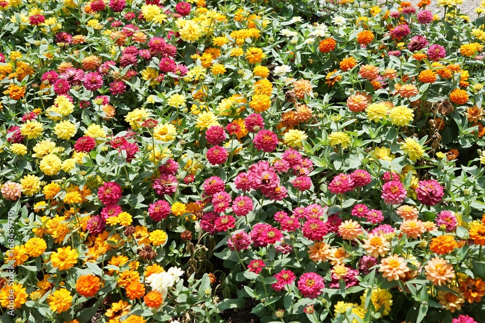 Buntes Blumenbeet - Dahlien gelb, orange, rot, weiß