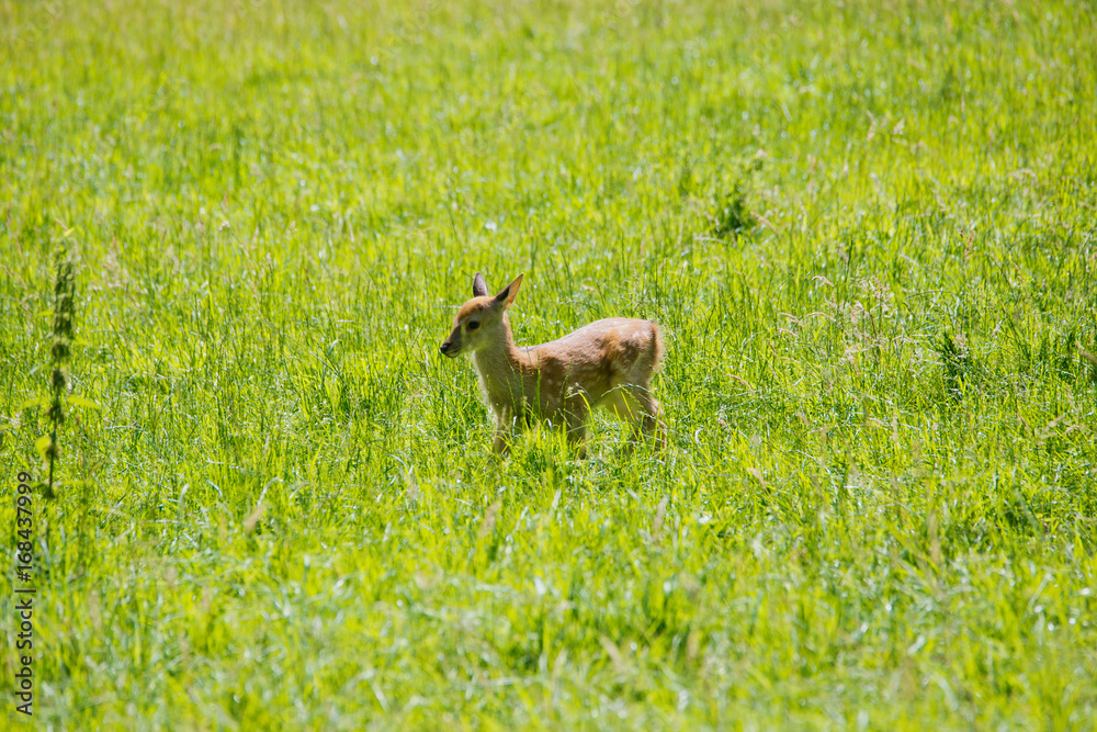 Sikawild - sika deer - cervus nippon Sikawild - sika deer - cervus nippon