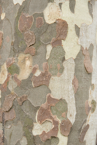 Close up of the texture of a plane tree bark
