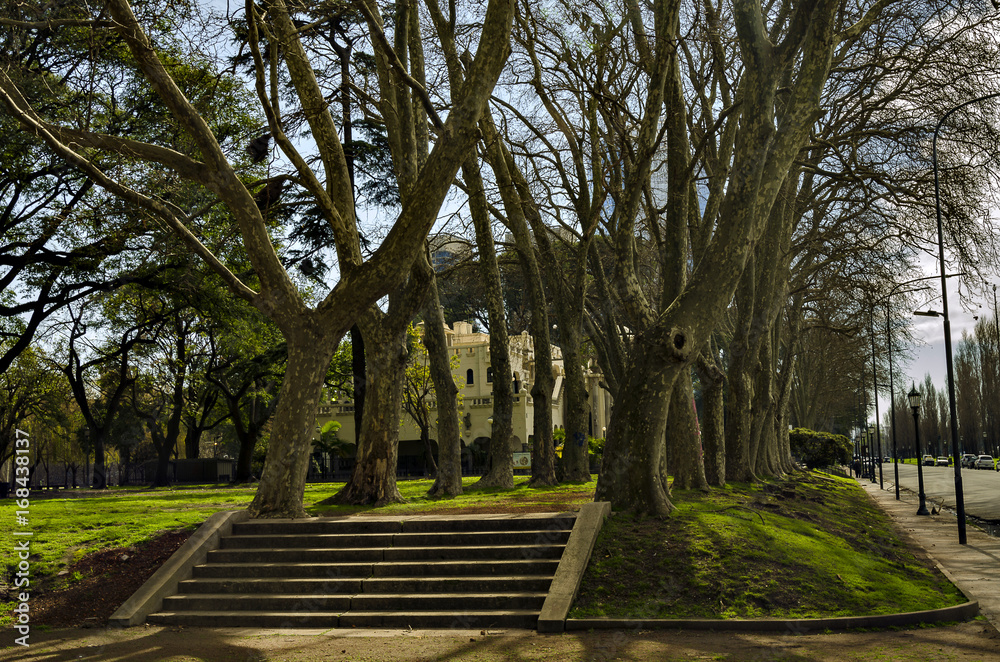 Buildings behind trees