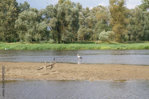 White stork  Ciconia ciconia  feeding in the river Bug  Poland